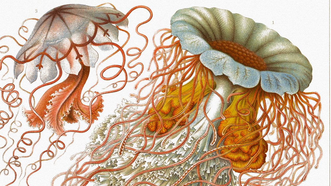 Lithographies Naturalistes d'Ernst Haeckel : Art et Science de Kunstformen der Natur