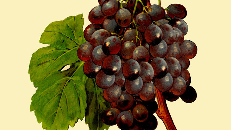 Illustrations de Cépages et Raisins : Reproductions de l'Ampélographie Viala et Vermorel