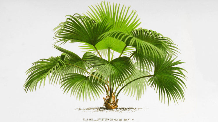 Illustrations Botaniques de Palmiers par De Pannemaker : Reproductions d'Art Naturaliste