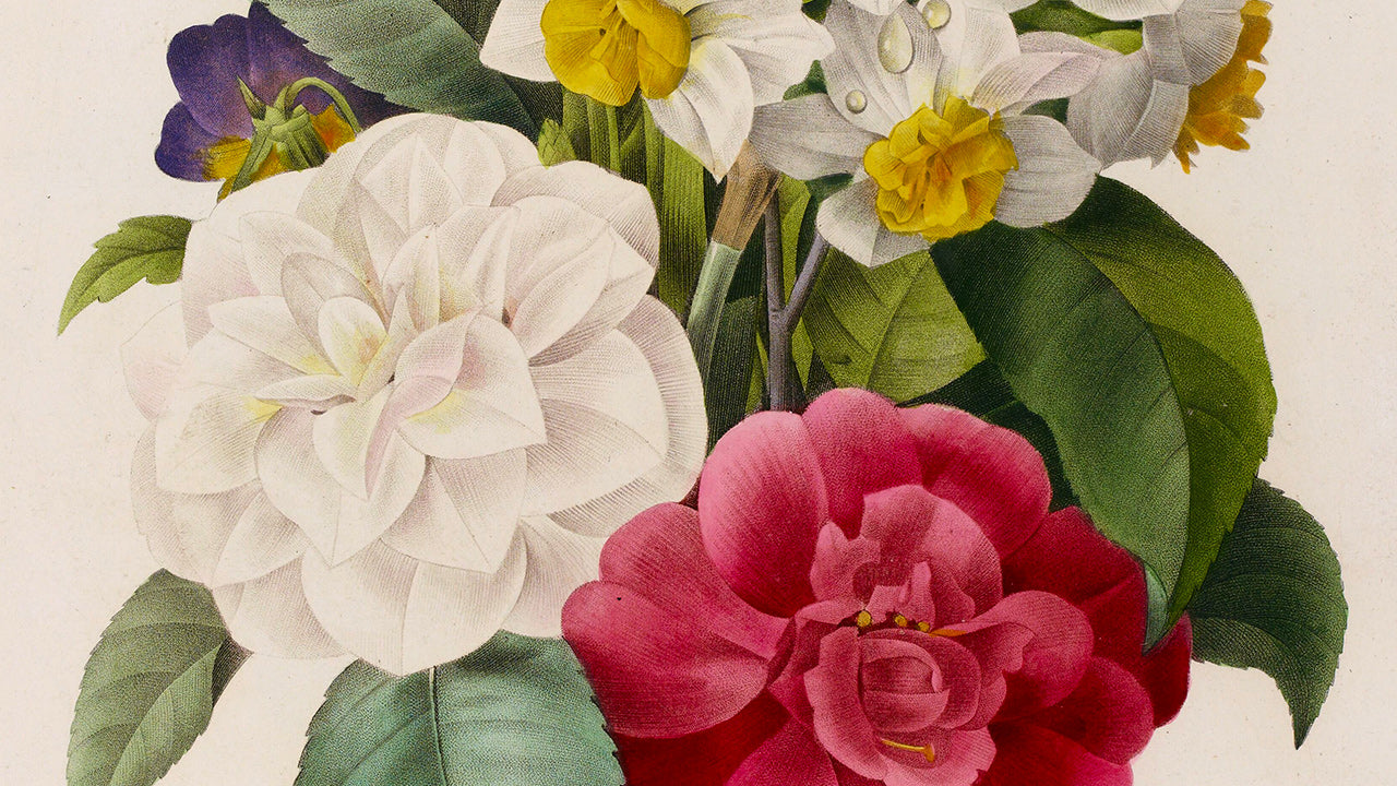 Illustrations Botaniques de Pierre-Joseph Redouté : Reproductions d'Art Floral