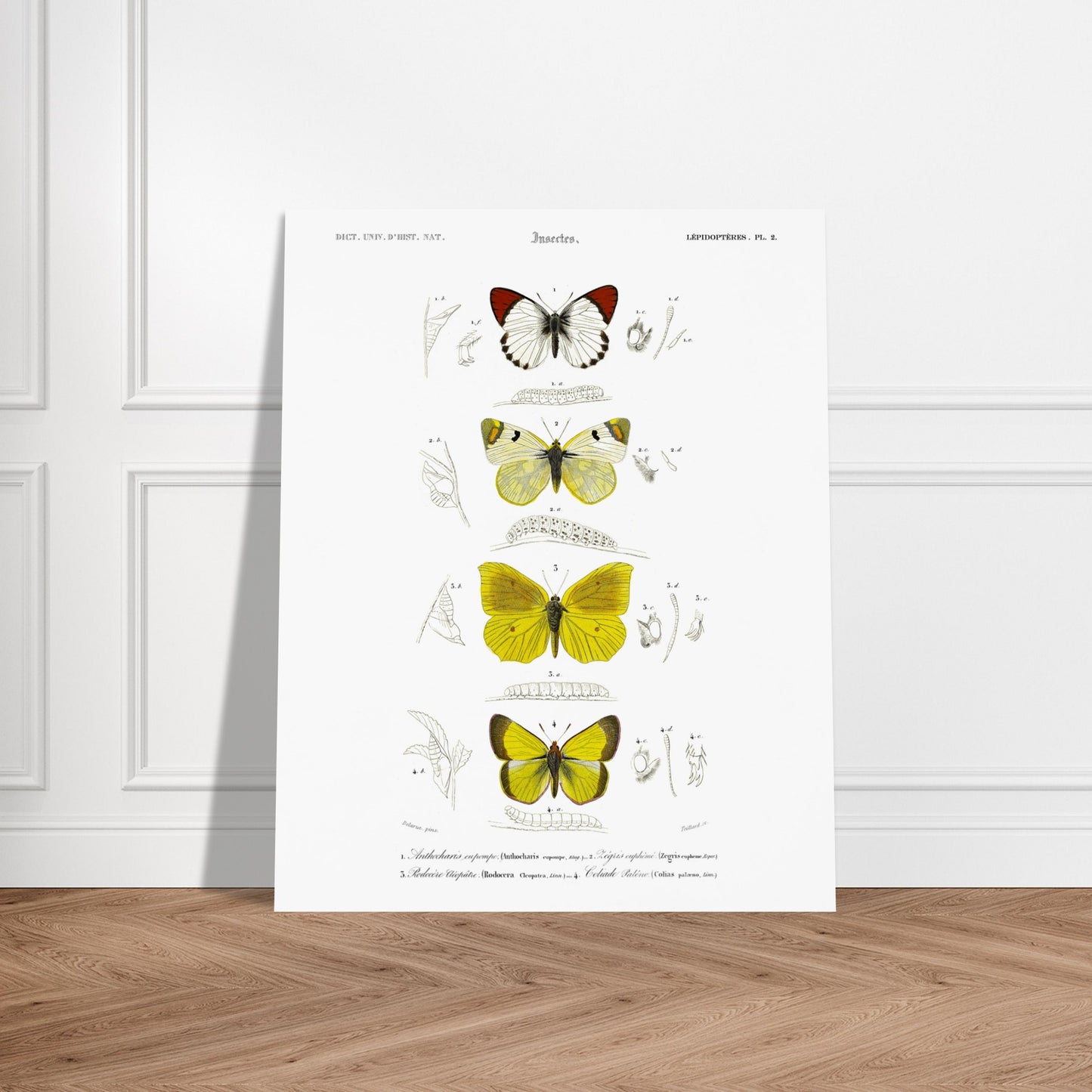Affiche naturaliste de papillons, Anthocharis Eupompe par d'Orbigny. Illustration naturaliste de lépidoptères par Charles d'Orbigny, montrant trois papillons colorés, leurs chenilles et des détails anatomiques. Image d'illustration 6