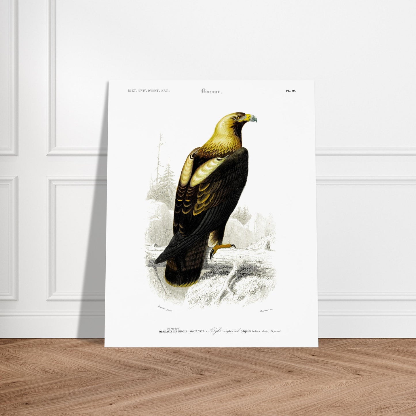 Aigle impérial - Illustration naturaliste du Dictionnaire Universel d'Histoire Naturelle de Charles d'Orbigny - image 52909304480077