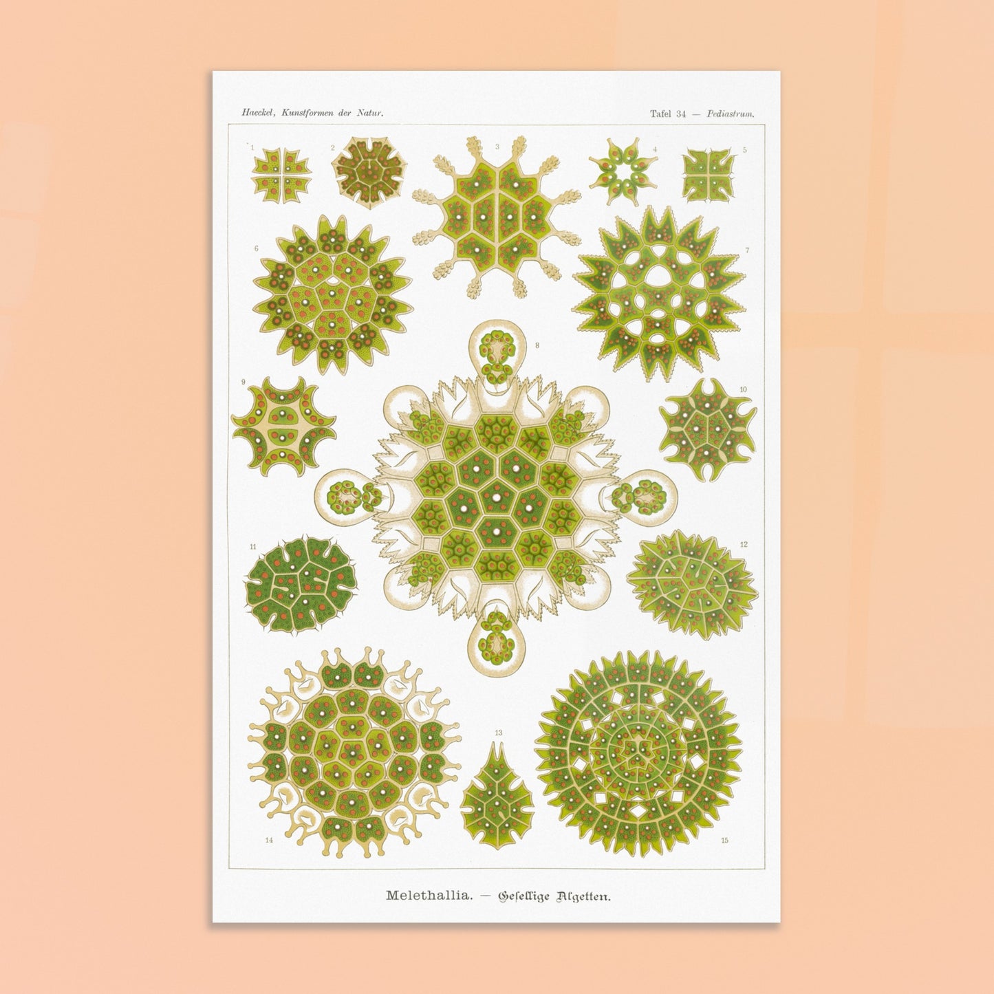 Reproduction d'une planche d'algues sociales (Melethallia) d'Ernst Haeckel. Planche naturaliste d'Ernst Haeckel représentant diverses algues sociales (Melethallia), dans des tons de vert et de jaune. Image d'illustration 8