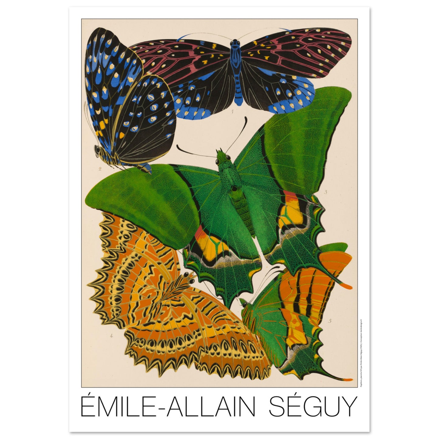 Amesis sanguiflua, Teinopalpus imperialis, Cethosia biblis - papillons décoratifs par Émile-Allain Séguy - Taille 42x59,4 cm (A2)