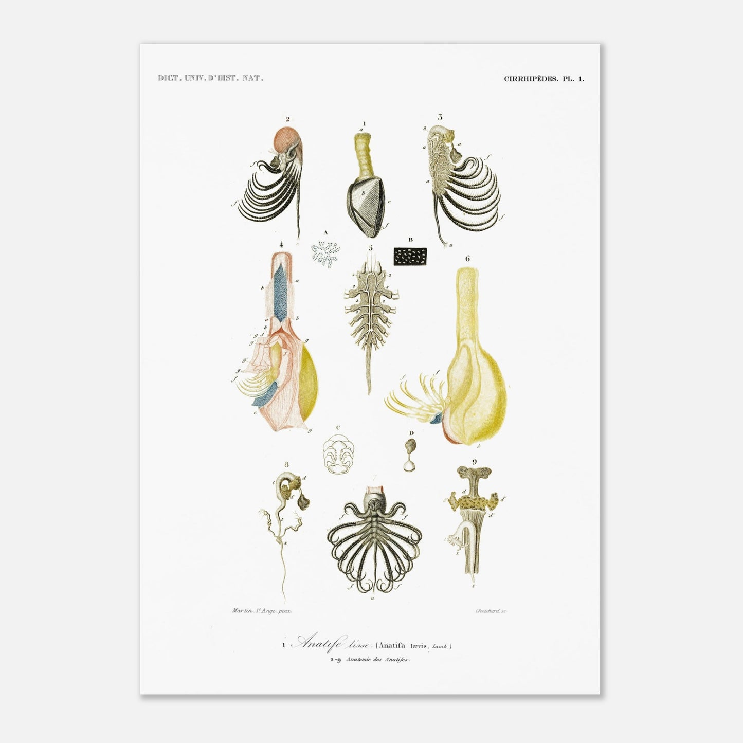 Anatife lisse - Illustration naturaliste du Dictionnaire Universel d'Histoire Naturelle de Charles d'Orbigny - Taille 29,7x42 cm (A3)