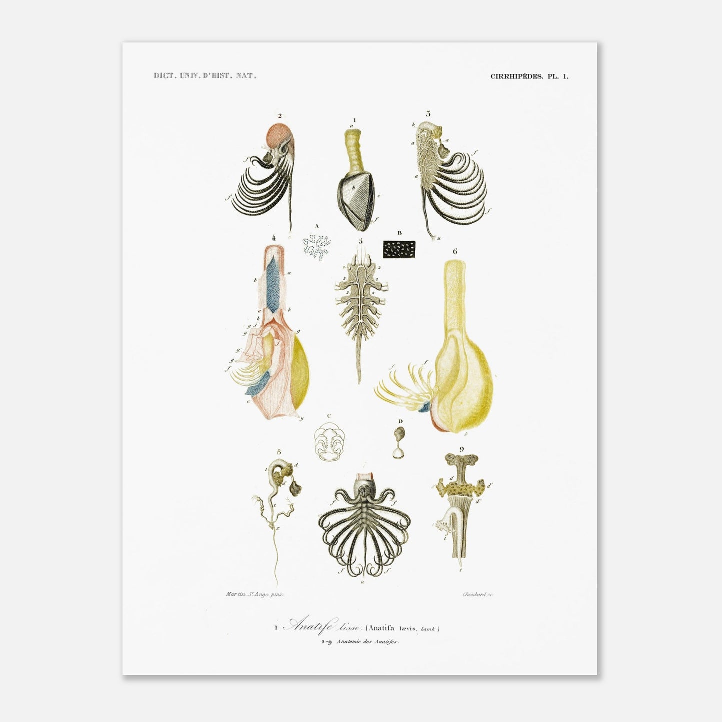 Anatife lisse - Illustration naturaliste du Dictionnaire Universel d'Histoire Naturelle de Charles d'Orbigny - Taille 30x40 cm