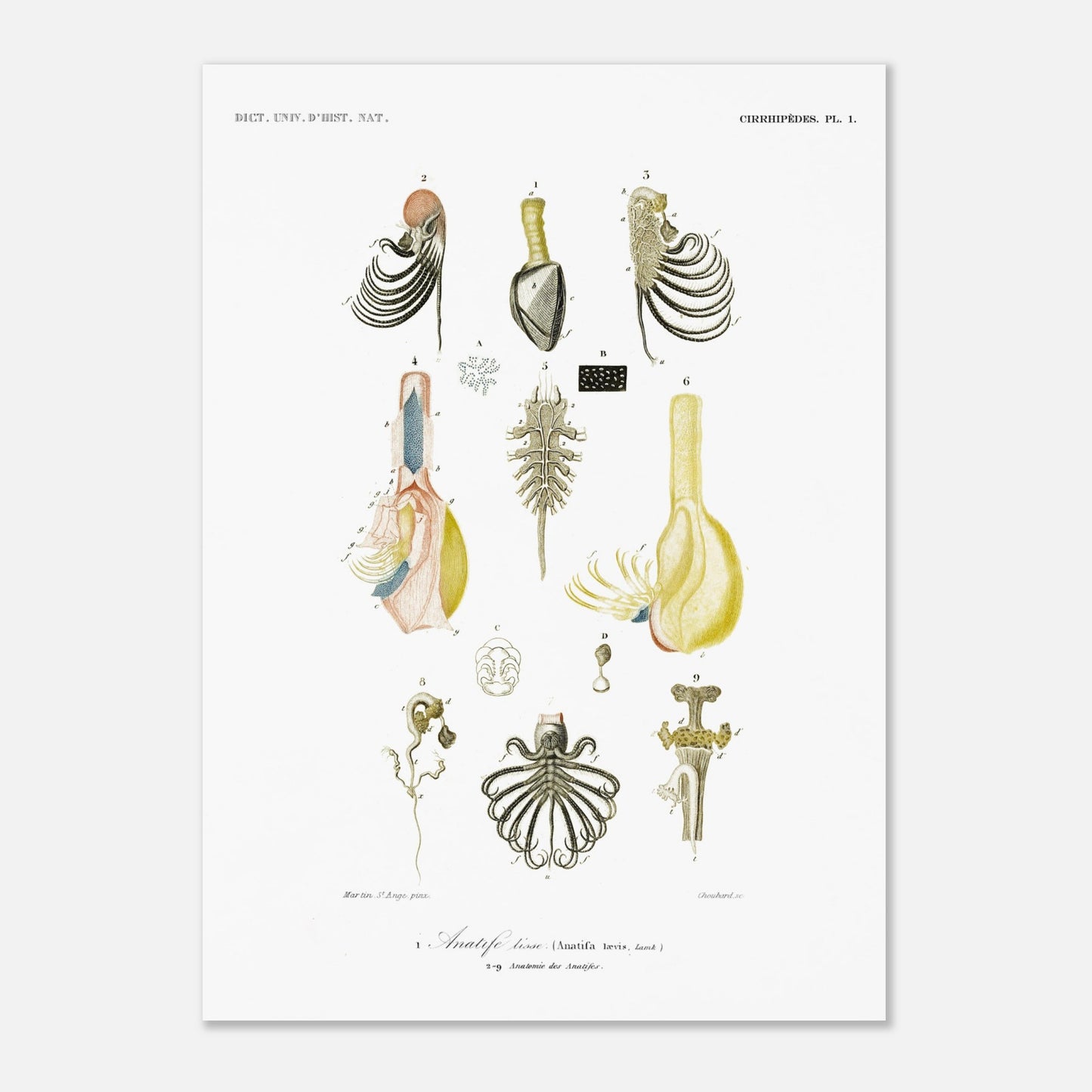 Anatife lisse - Illustration naturaliste du Dictionnaire Universel d'Histoire Naturelle de Charles d'Orbigny - Taille 50x70 cm