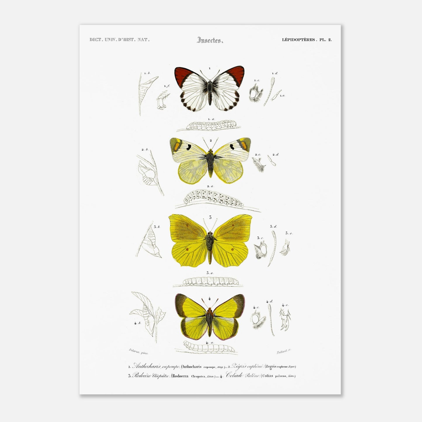 Anthocharis Eupompe, Zégris Euphème, Rhodocère Cléopâtre, Coliade Paléno - Illustration naturaliste du Dictionnaire Universel d'Histoire Naturelle de Charles d'Orbigny - Taille 29,7x42 cm (A3)