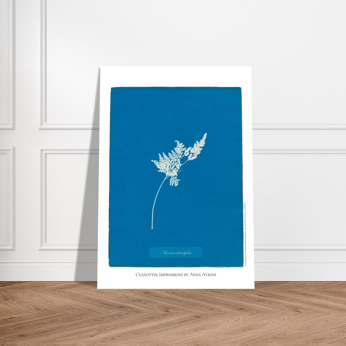 Anemia adiantifolia - Illustration Cyanotype de Fougère par Anna Atkins. Cyanotype d'une fougère de type Anemia adiantifolia sur fond bleu profond, avec le nom de la plante et la mention 'Cyanotype Impressions by Anna Atkins'. Image d'illustration 5
