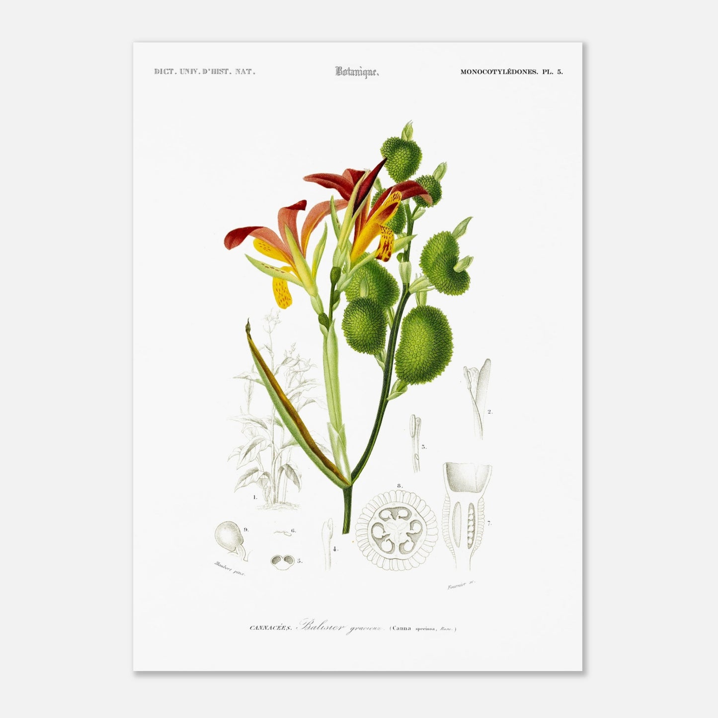Balisier gracieux - illustration naturaliste du Dictionnaire Universel d'Histoire Naturelle de Charles d'Orbigny - Taille 50x70 cm