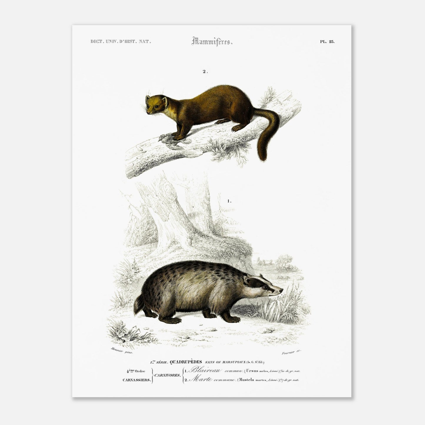Blaireau commun, Marte commune - illustration naturaliste du Dictionnaire Universel d'Histoire Naturelle de Charles d'Orbigny - Taille 30x40 cm