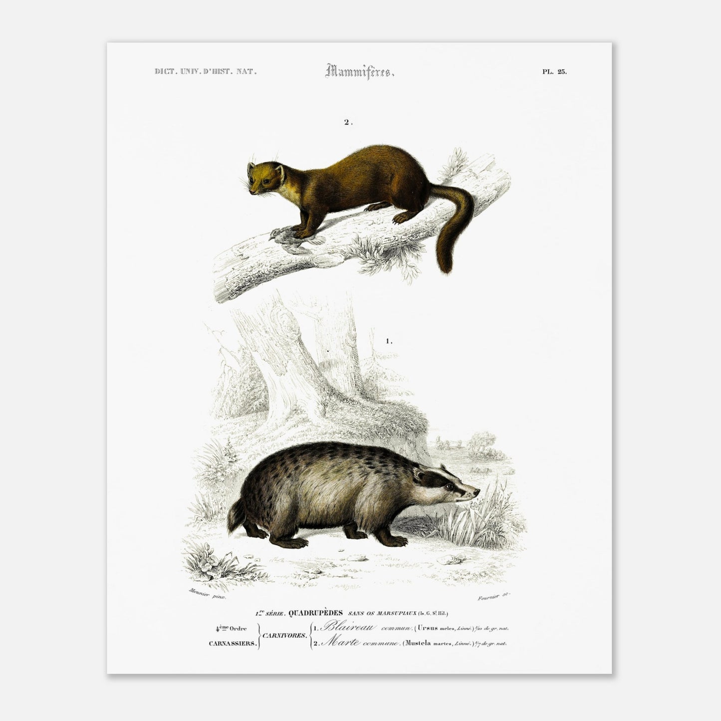 Blaireau commun, Marte commune - illustration naturaliste du Dictionnaire Universel d'Histoire Naturelle de Charles d'Orbigny - Taille 40x50 cm