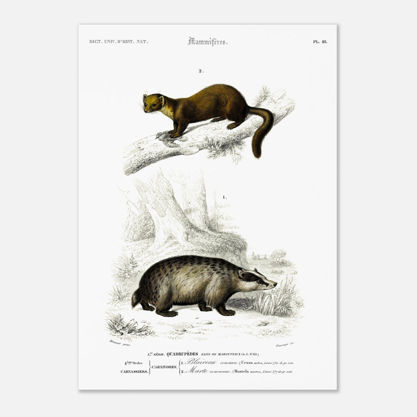 Blaireau commun, Marte commune - illustration naturaliste du Dictionnaire Universel d'Histoire Naturelle de Charles d'Orbigny - Taille 42x59,4 cm (A2)