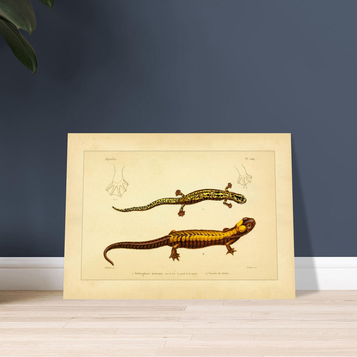Mexican Bolitoglossa and Variety: Amphibian Illustrations. Naturalist plate depicting two amphibians: the first, a Mexican bolitoglossa, is adorned with yellow and black spots; the second, a variety of the same, features yellow and black stripes on a dark background, with details of their foot and hand.