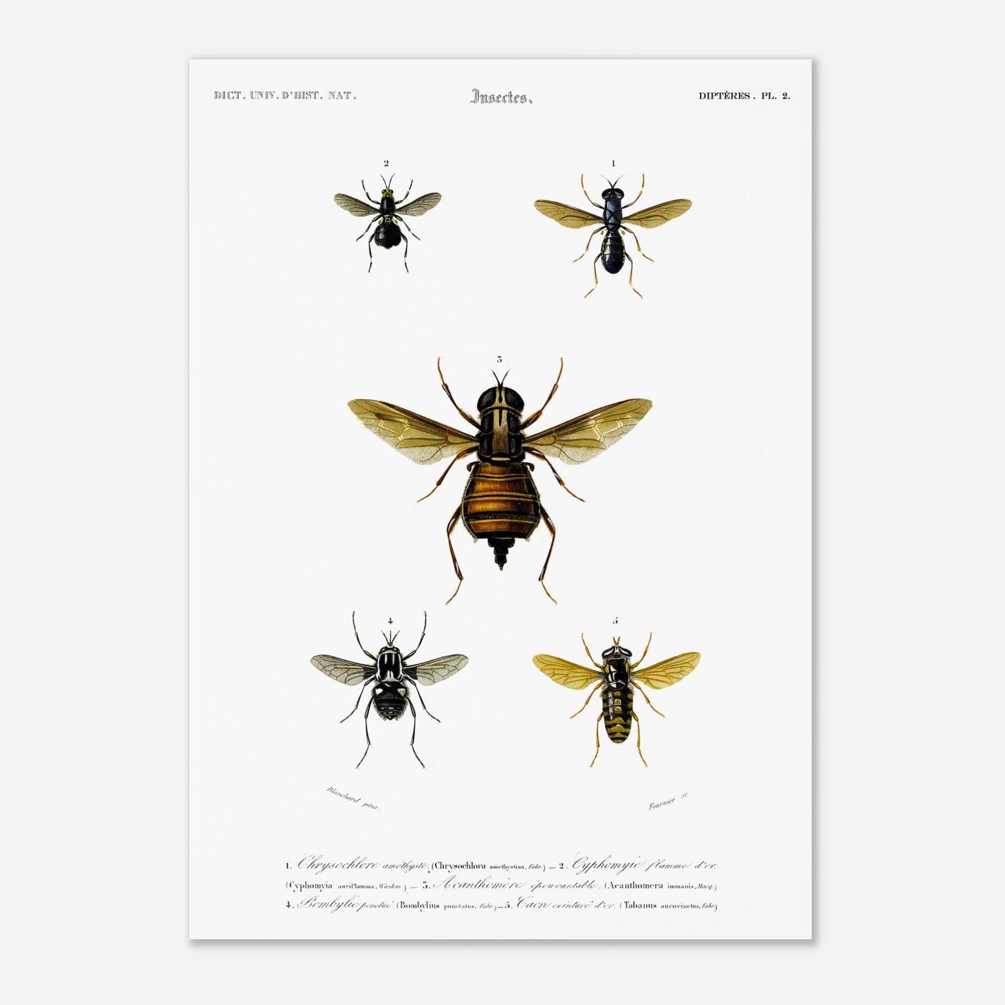 Bombylie ponctuée, Chrysochlore améthyste, Cyphomie flamme d’or, Acanthomère épouvantable, Taon ceinture d’or - illustration naturaliste du Dictionnaire Universel d'Histoire Naturelle de Charles d'Orb - Taille 29,7x42 cm (A3)