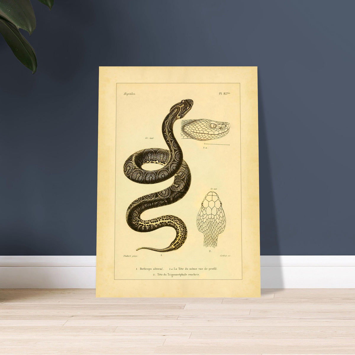 Bothrops und Lanzenotter: Reproduktion anatomischer Schlangentafeln. Alte wissenschaftliche Tafel mit Darstellungen von Schlangenköpfen, 'Bothrops alterné' und 'Trigonocéphale', in Profil- und Aufsicht.