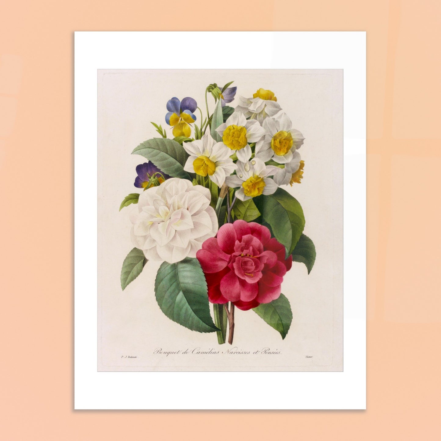 Bouquet de Camélias, Narcisses et Pensées par Pierre-Joseph Redouté - image 50085037539661