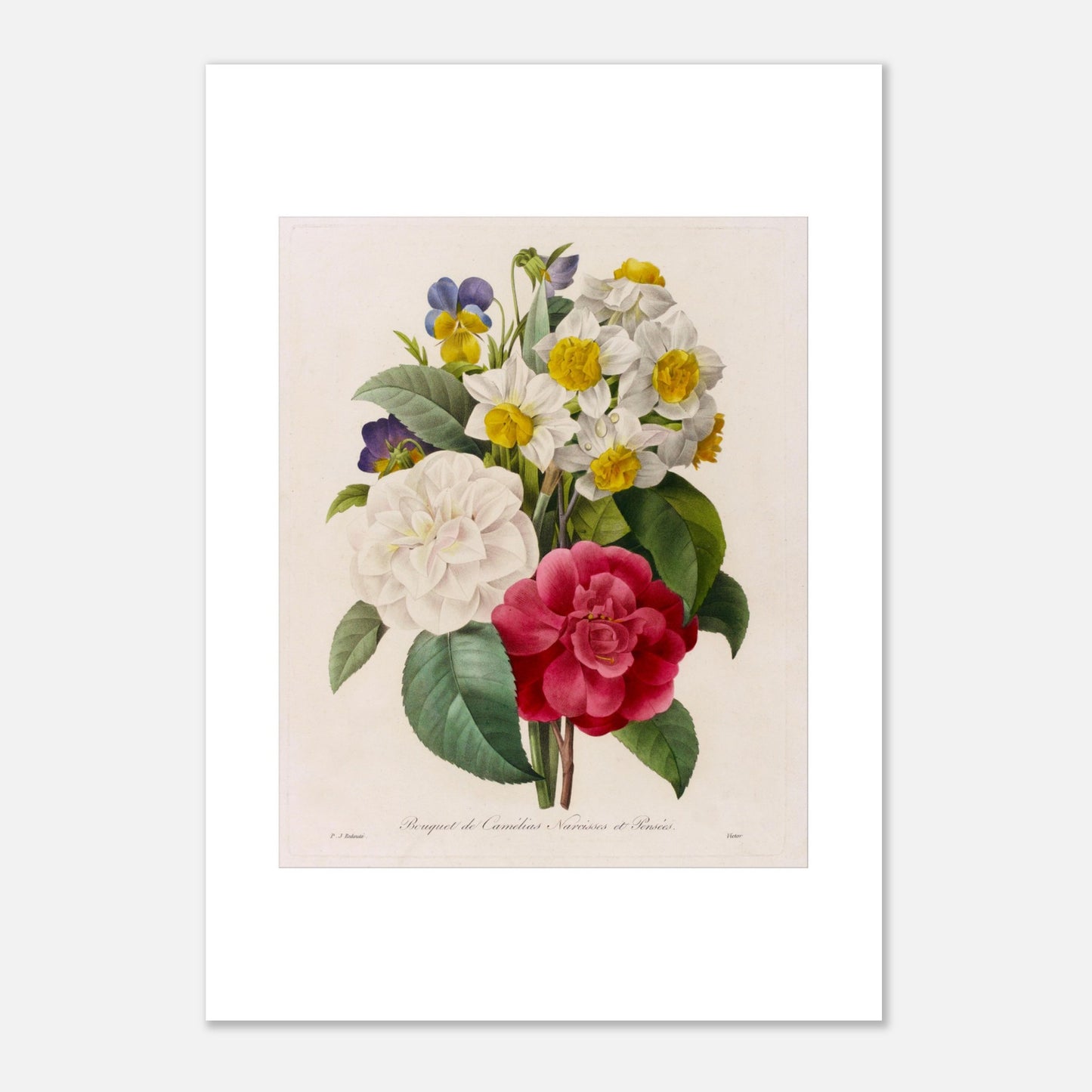 Bouquet de Camélias, Narcisses et Pensées par Pierre-Joseph Redouté - Taille 29,7x42 cm (A3)