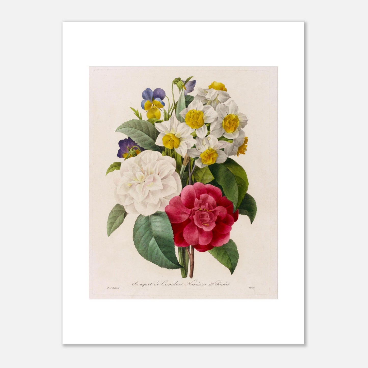 Bouquet de Camélias, Narcisses et Pensées par Pierre-Joseph Redouté - Taille 30x40 cm