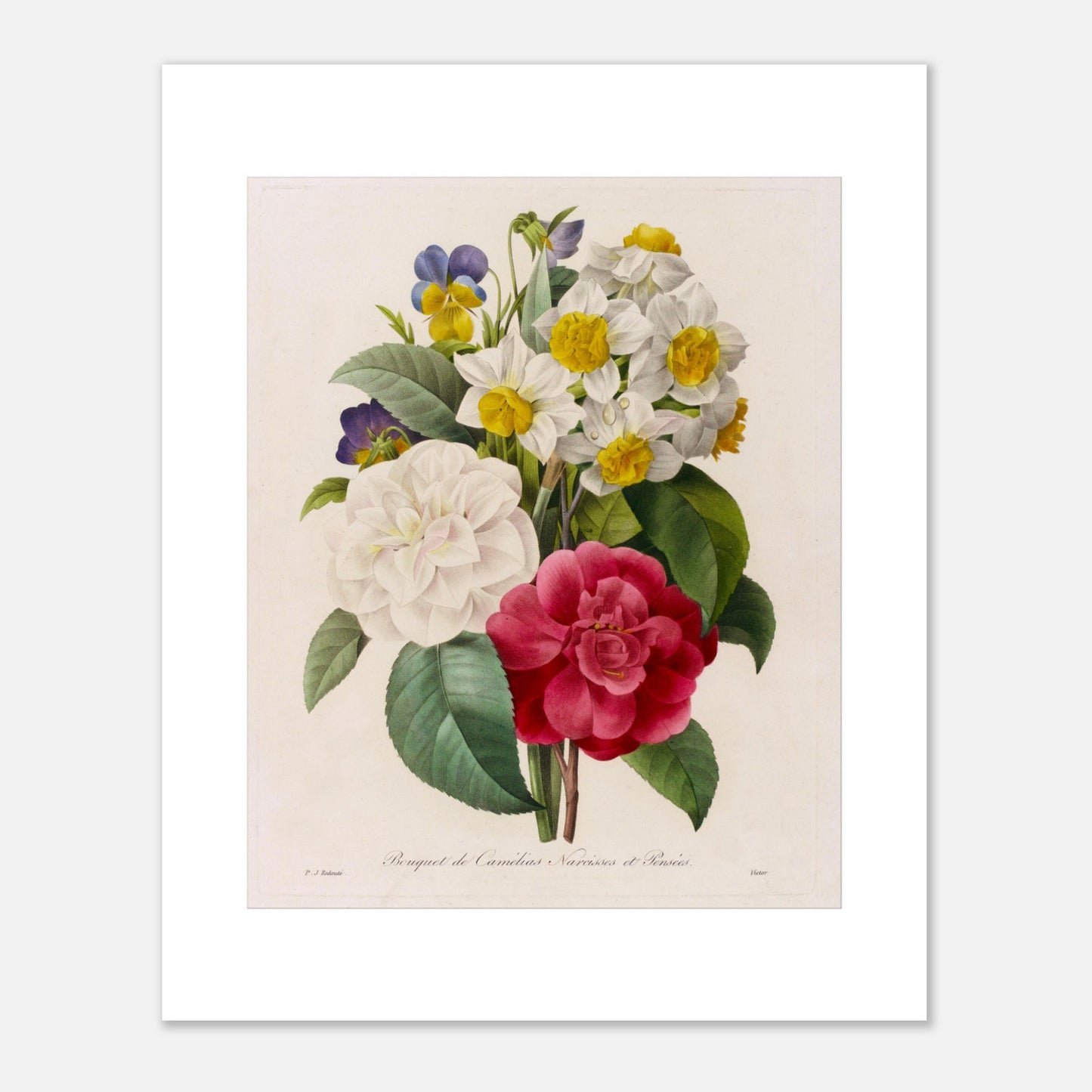 Bouquet de Camélias, Narcisses et Pensées par Pierre-Joseph Redouté - Taille 40x50 cm