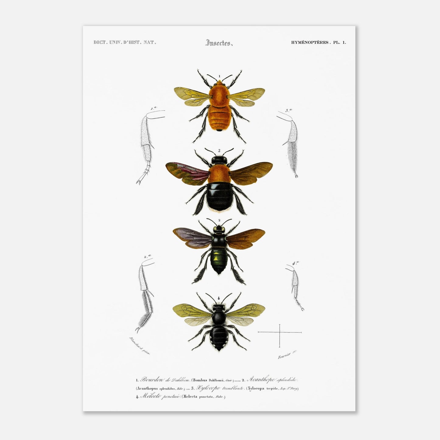 Bourdon de Dahlbom, Xylocope tremblante, Acanthope splendide, Mélecte ponctuée - illustration naturaliste du Dictionnaire Universel d'Histoire Naturelle de Charles d'Orbigny - Taille 29,7x42 cm (A3)