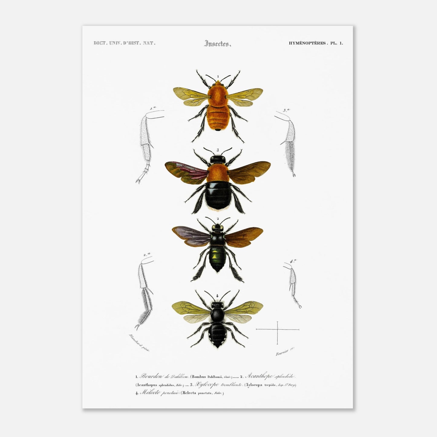 Bourdon de Dahlbom, Xylocope tremblante, Acanthope splendide, Mélecte ponctuée - illustration naturaliste du Dictionnaire Universel d'Histoire Naturelle de Charles d'Orbigny - Taille 42x59,4 cm (A2)