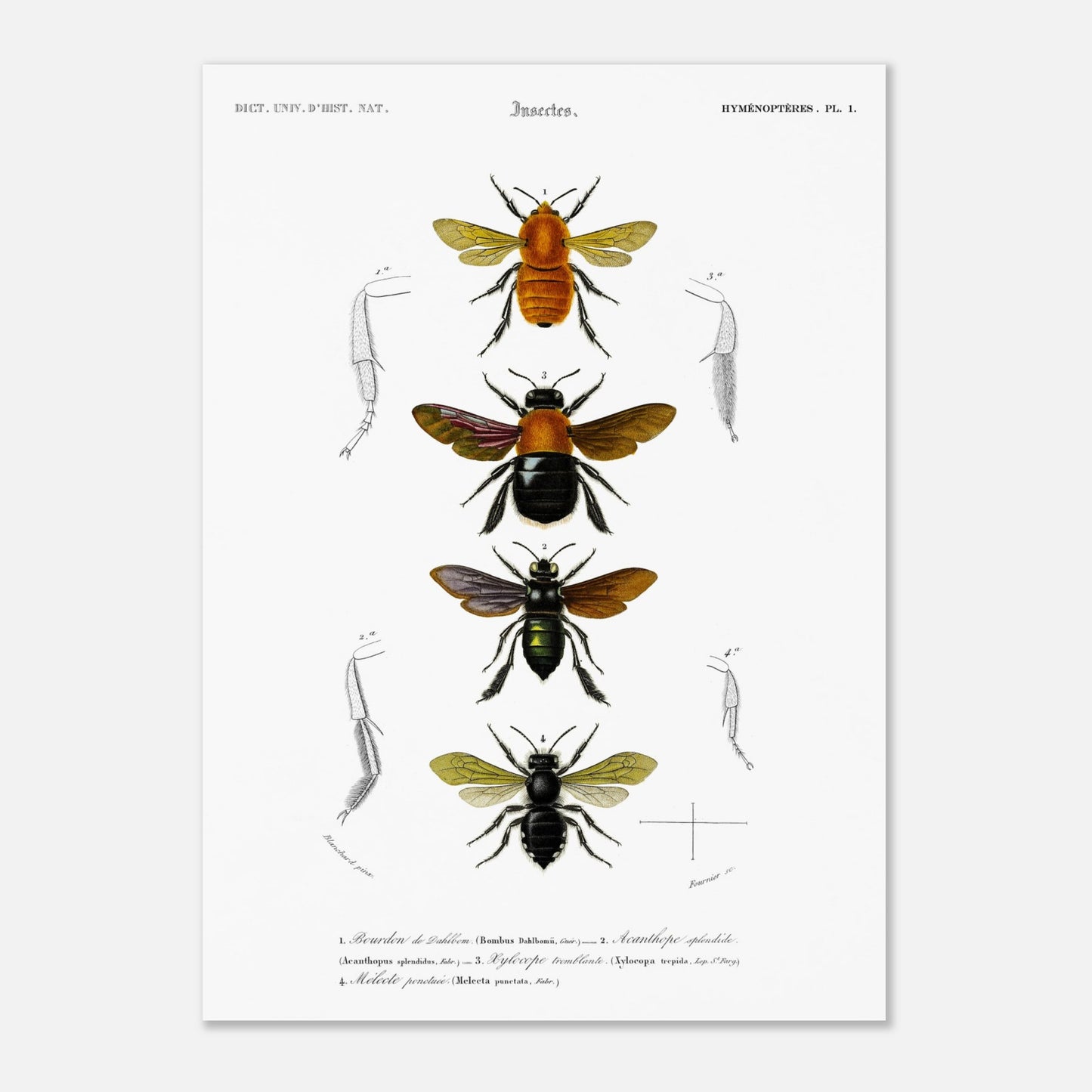 Bourdon de Dahlbom, Xylocope tremblante, Acanthope splendide, Mélecte ponctuée - illustration naturaliste du Dictionnaire Universel d'Histoire Naturelle de Charles d'Orbigny - Taille 50x70 cm