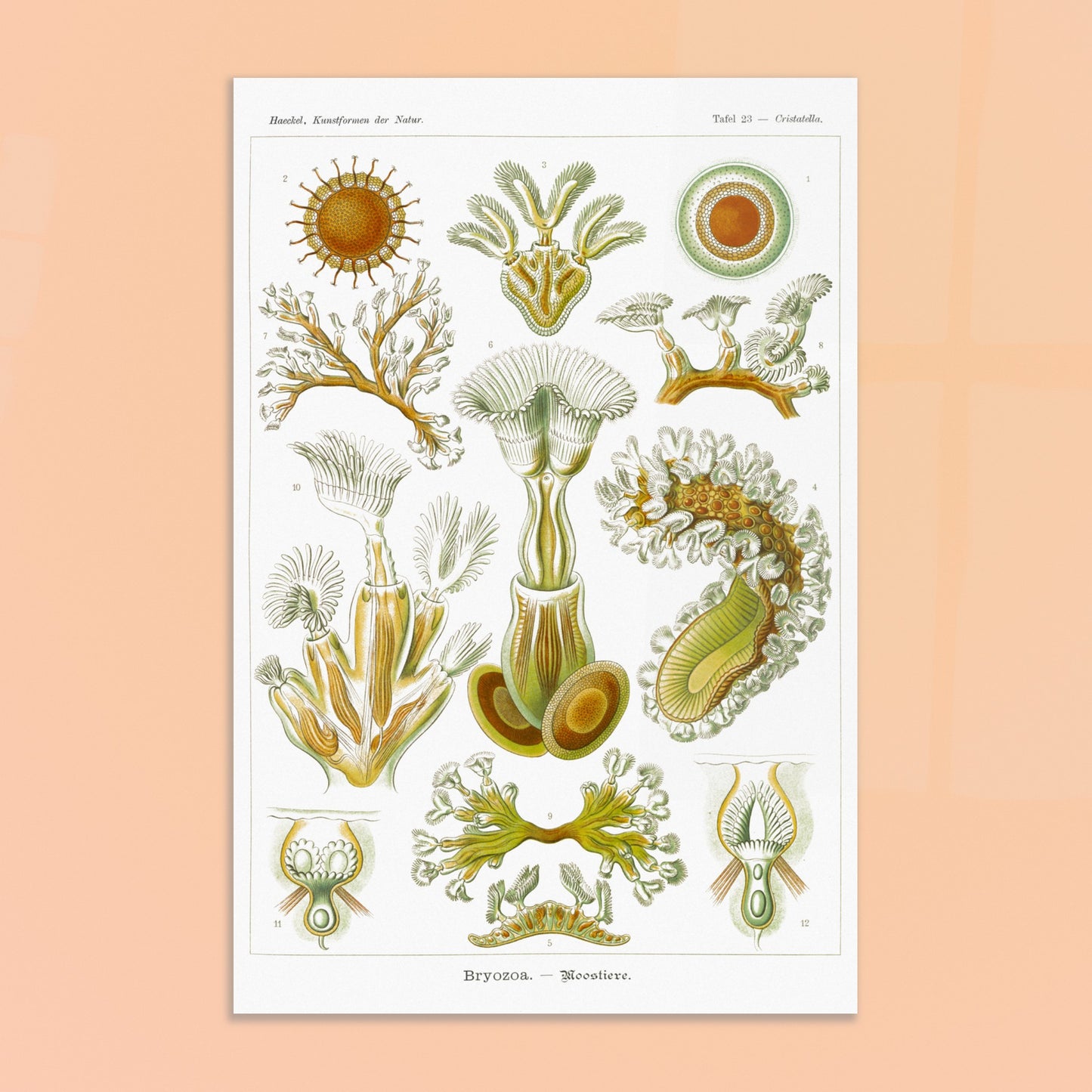 Planche de Bryozoaires (Moostierre), Ernst Haeckel. Affiche artistique d'histoire naturelle du XIXe siècle représentant des Bryozoaires, avec des illustrations détaillées de plusieurs spécimens ramifiés et coloniaux. Image d'illustration 8