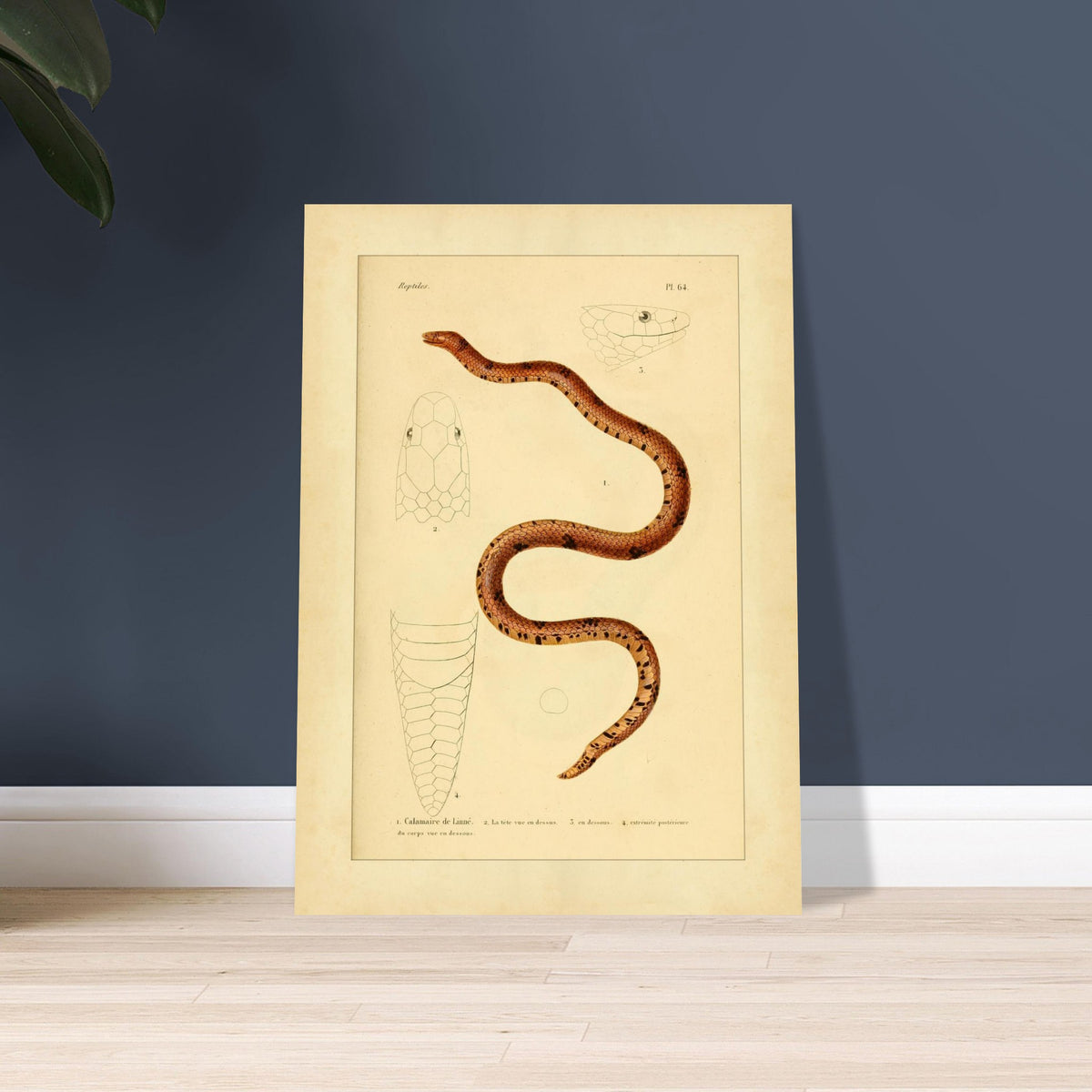 Calamaire de Linné: Reproduktion einer alten Schlangentafel. Antike Tafel einer Schlange, der Linnaeus-Calamaria, mit bräunlichen und schwarzen Mustern, mit detaillierten Illustrationen ihres Kopfes von oben und im Profil sowie der Schwanzspitze.