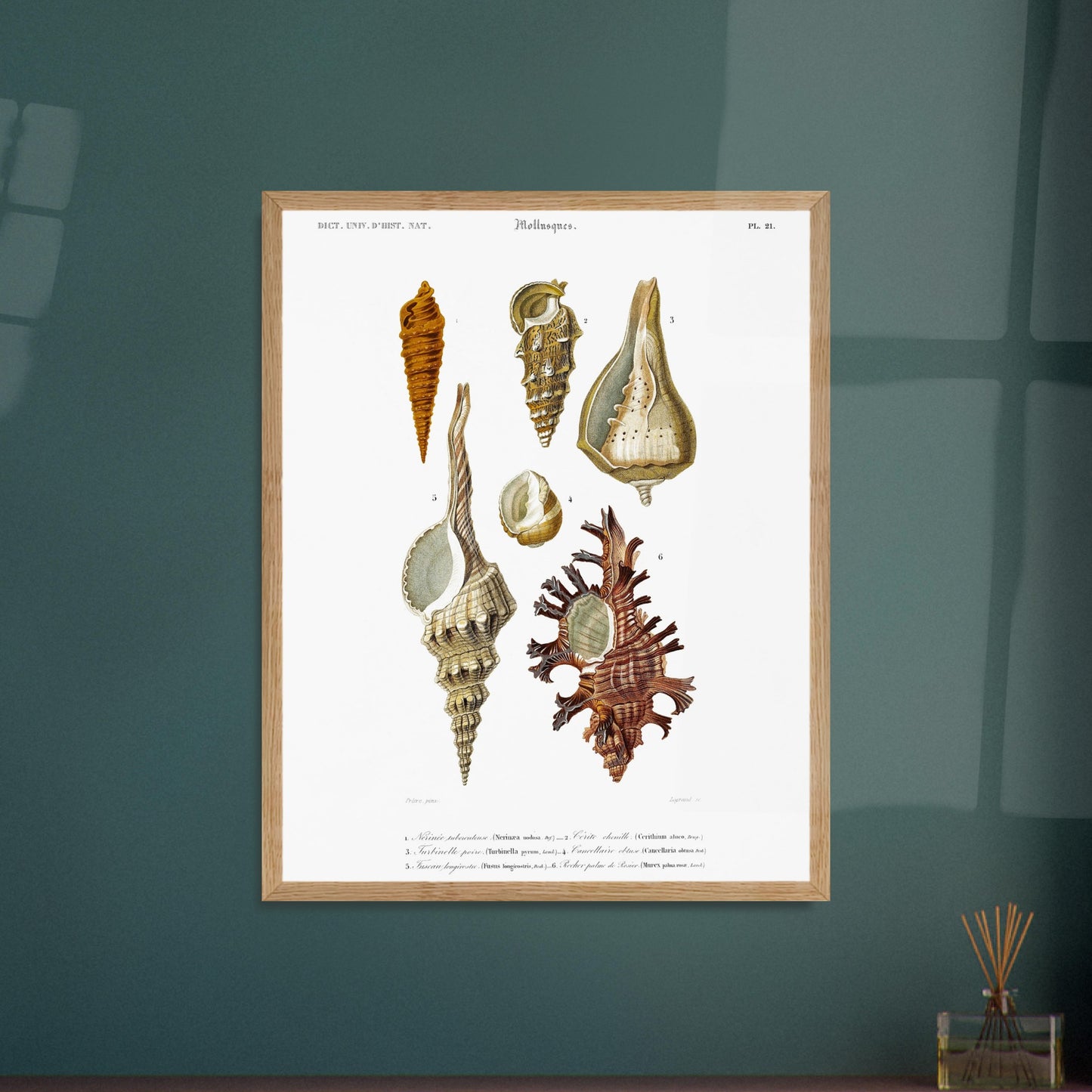 Cancellaire obtuse, Turbinelle poire, Fuseau longirostre, Nérinée tuberculeuse, Cérith Chenille, Rocher Palme-de-Rosier - illustration naturaliste du Dictionnaire Universel d'Histoire Naturelle de Cha - image 52908862996813