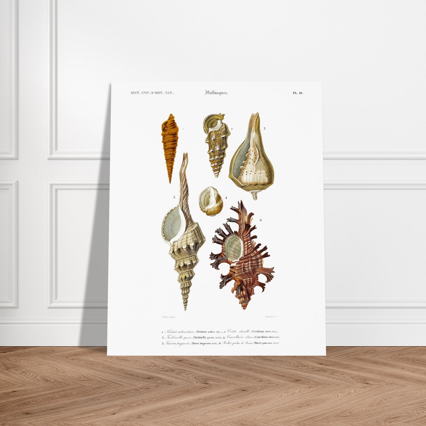 Cancellaire obtuse, Turbinelle poire, Fuseau longirostre, Nérinée tuberculeuse, Cérith Chenille, Rocher Palme-de-Rosier - illustration naturaliste du Dictionnaire Universel d'Histoire Naturelle de Cha - image 52908863029581