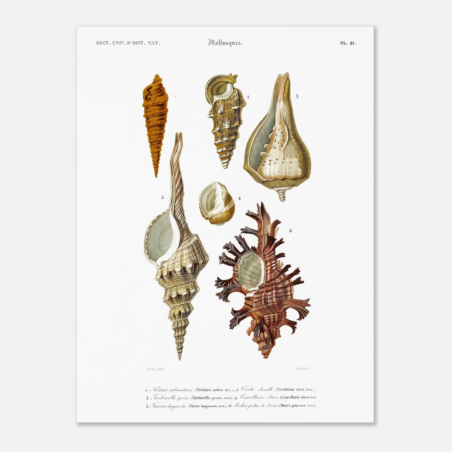 Cancellaire obtuse, Turbinelle poire, Fuseau longirostre, Nérinée tuberculeuse, Cérith Chenille, Rocher Palme-de-Rosier - illustration naturaliste du Dictionnaire Universel d'Histoire Naturelle de Cha - Taille 30x40 cm