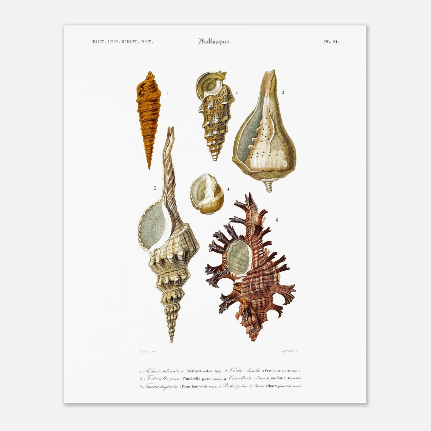 Cancellaire obtuse, Turbinelle poire, Fuseau longirostre, Nérinée tuberculeuse, Cérith Chenille, Rocher Palme-de-Rosier - illustration naturaliste du Dictionnaire Universel d'Histoire Naturelle de Cha - Taille 40x50 cm