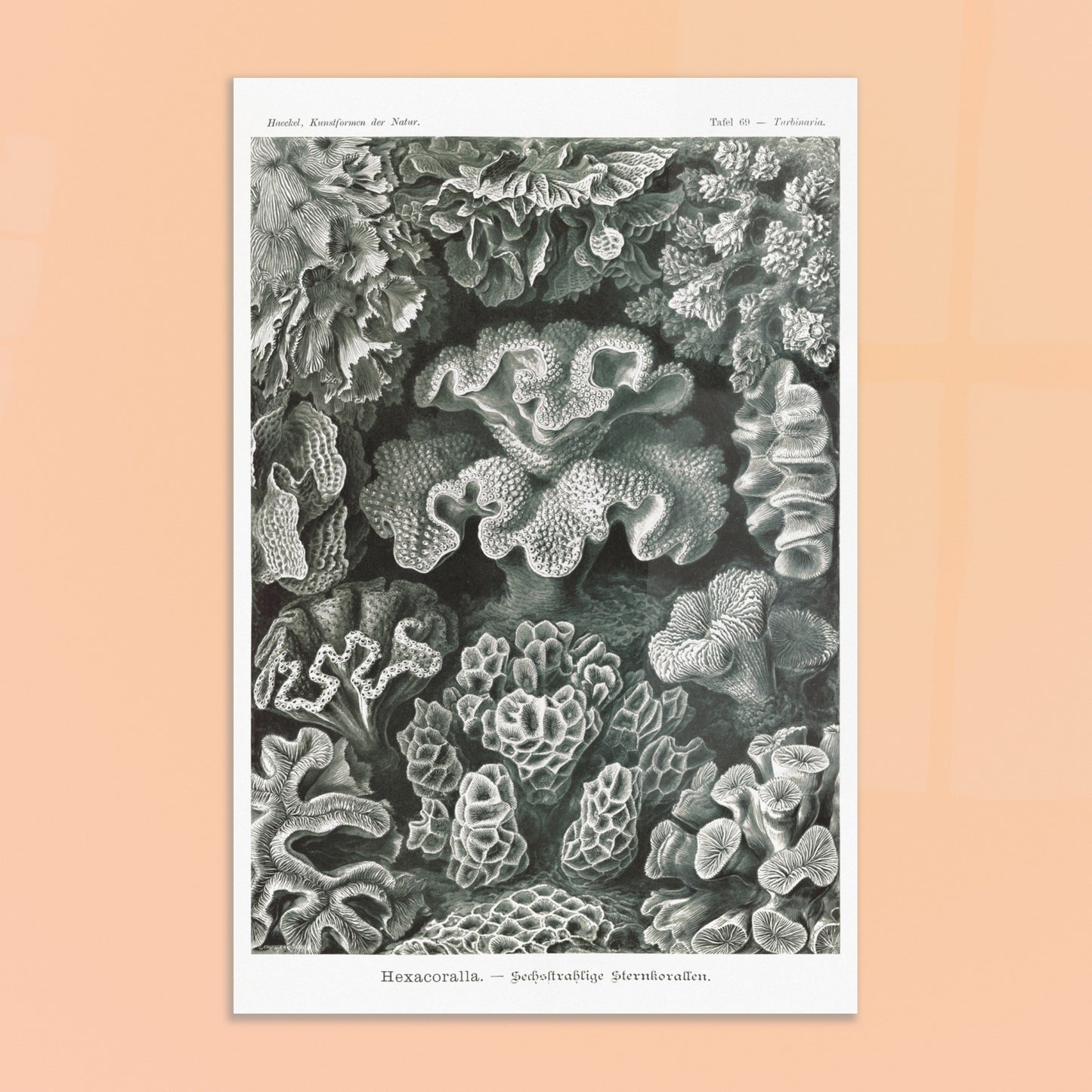 Planche de champignons basidiomycètes - Ernst Haeckel. Planche scientifique d'Ernst Haeckel représentant différentes espèces de champignons basidiomycètes, avec un fond noir. Image d'illustration 8