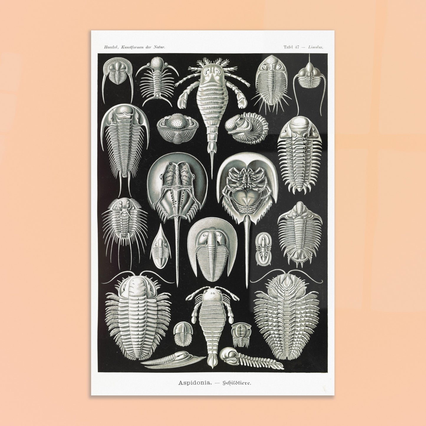 Planche scientifique de Chélicérés (Trilobites) - Ernst Haeckel. Planche scientifique d'Ernst Haeckel illustrant diverses formes de chélicérés, tels que des trilobites et des limules. Image d'illustration 8