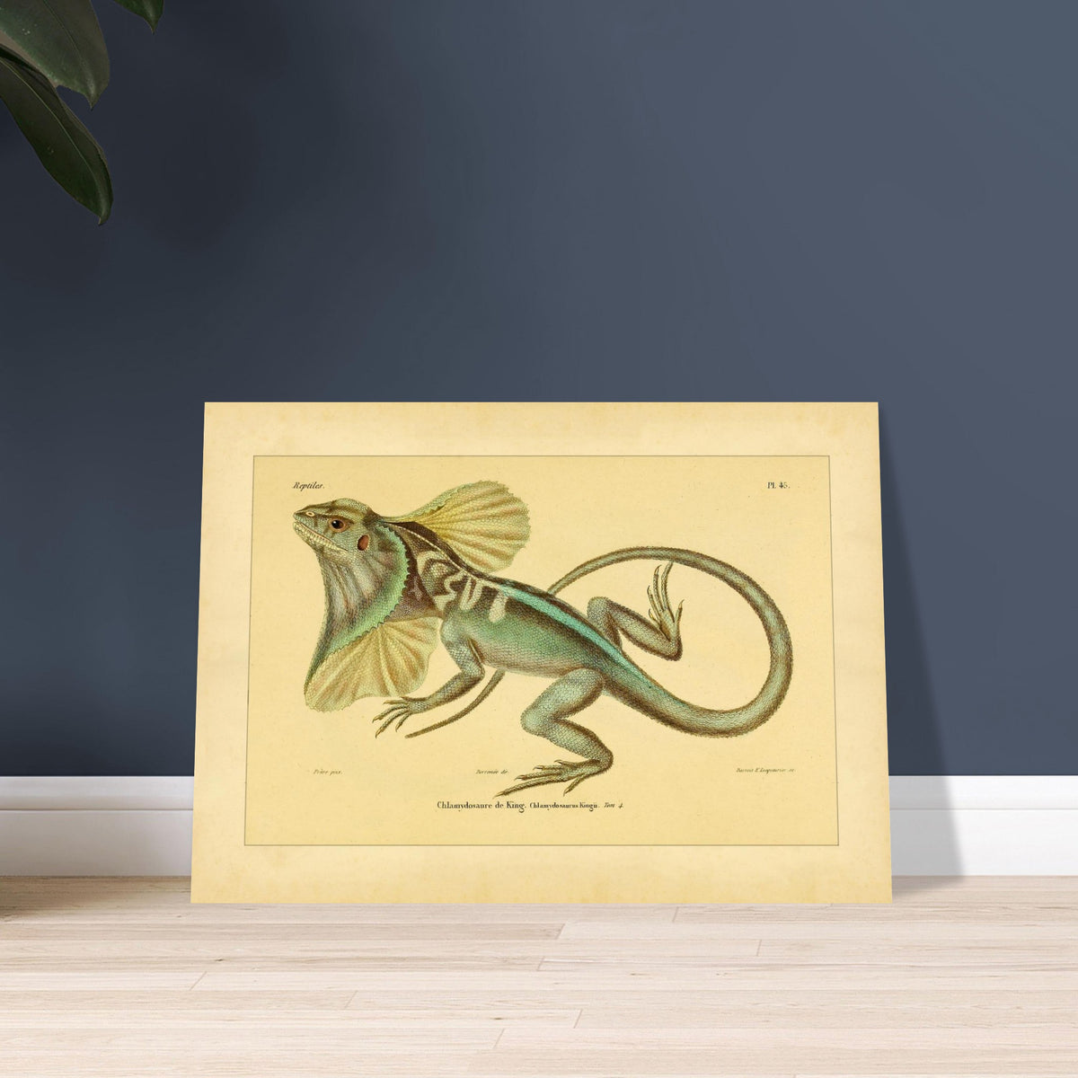 Illustration der Kragenechse von King: Reptil mit Halskrause. Antike Abbildung einer Kragenechse, in ganzer Länge vor hellem Hintergrund dargestellt.