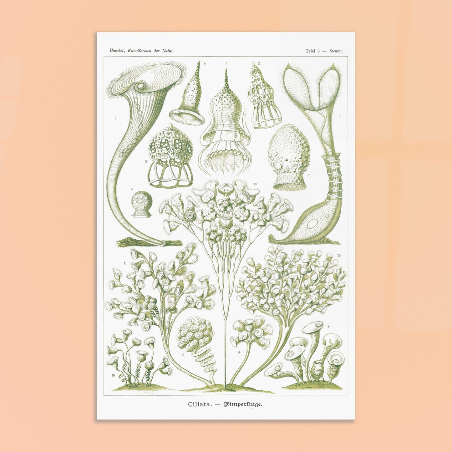 Planche de Ciliés (Stentor), Ernst Haeckel. Planche scientifique et botanique du XIXe siècle illustrant des Ciliata (protozoaires) avec des représentations de différents spécimens, certains en forme de trompette et d'autres ramifiés. Image d'illustration 8