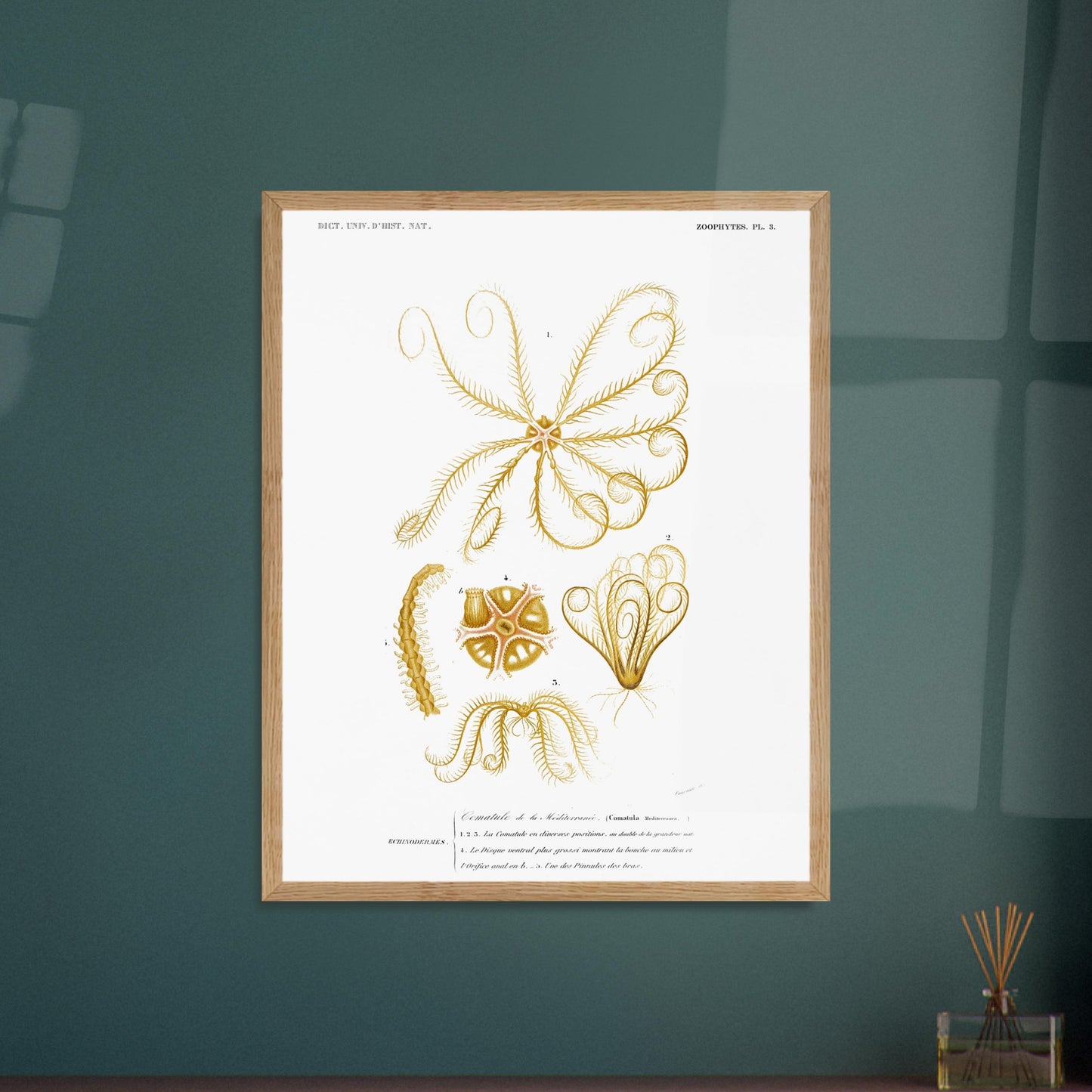 Comatule de la Méditerranée - illustration naturaliste du Dictionnaire Universel d'Histoire Naturelle de Charles d'Orbigny - image 52908872302925