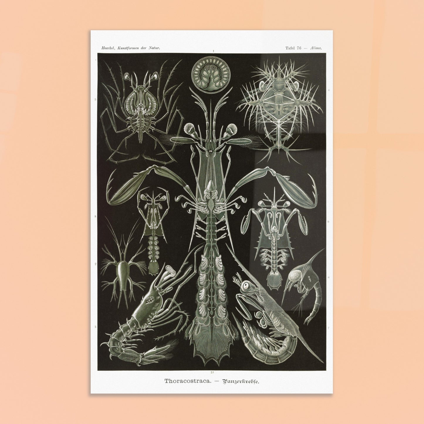 Planche zoologique des Crustacés à carapaces par Ernst Haeckel. Planche zoologique d'Ernst Haeckel présentant une variété de crustacés à carapaces, avec des détails anatomiques. Image d'illustration 8