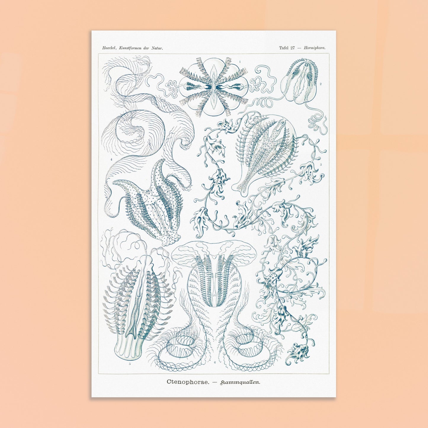 Planche de cténophores Ctenophorae - Gravure d'Ernst Haeckel. Planche scientifique du XIXe siècle représentant plusieurs espèces de cténophores (communément appelés 'anémones de mer') aux formes complexes et variées, dans des tons bleus et verts. Image d'illustration 8
