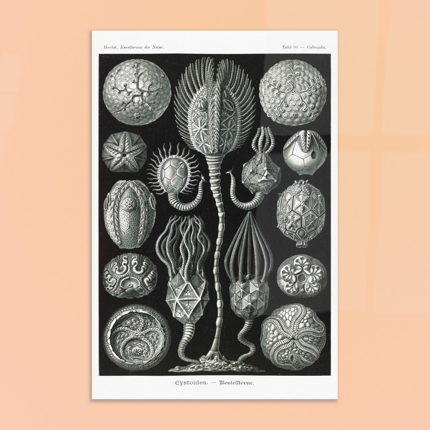 Planche de cystoïdes Cystoidea - Illustration d'Ernst Haeckel. Lithographie scientifique du XIXe siècle du biologiste Ernst Haeckel, illustrant diverses formes de rotifères, des organismes microscopiques. Image d'illustration 8