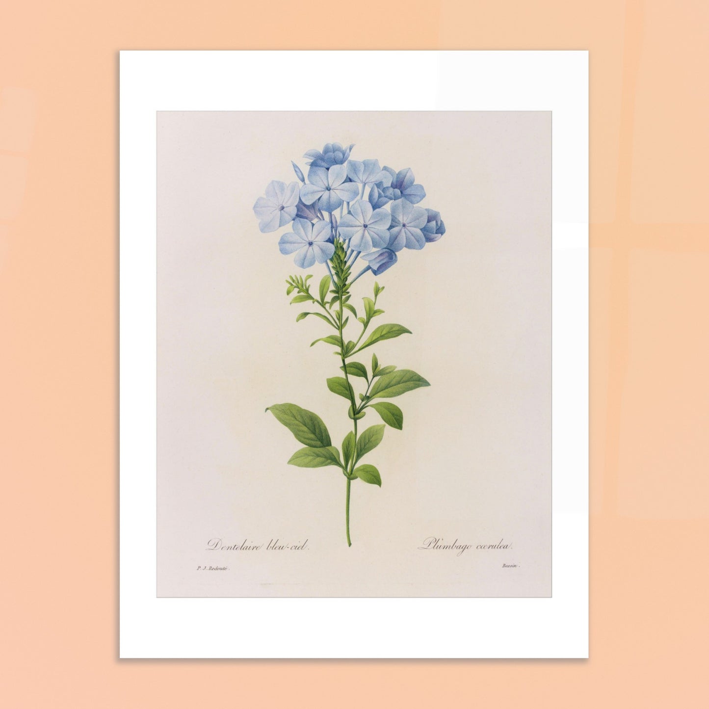Dentelaire Bleu de Ciel (Plumbago Cærulea) par Pierre-Joseph Redouté - image 50086612435277