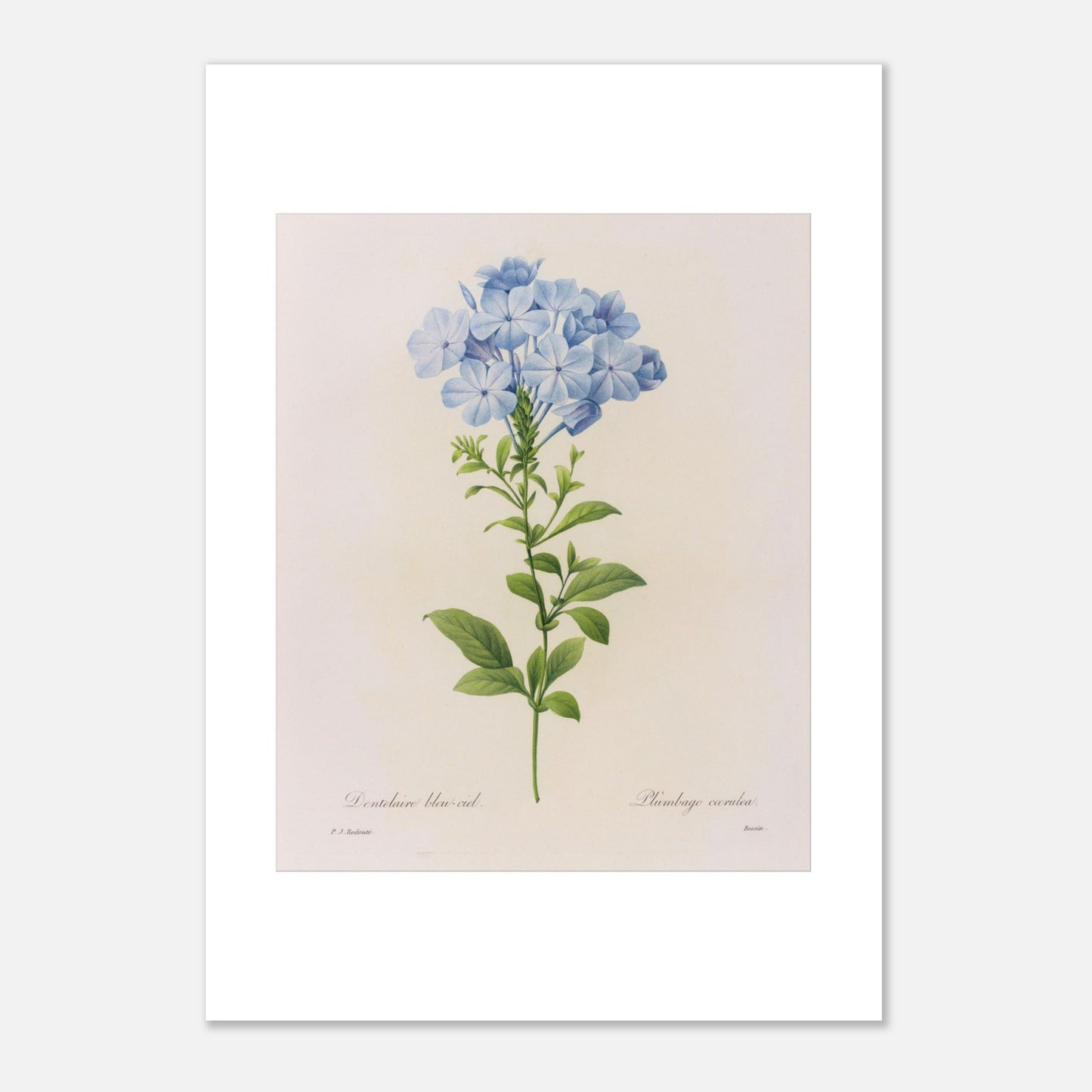 Dentelaire Bleu de Ciel (Plumbago Cærulea) par Pierre-Joseph Redouté - Taille 21x29,7 cm (A4)