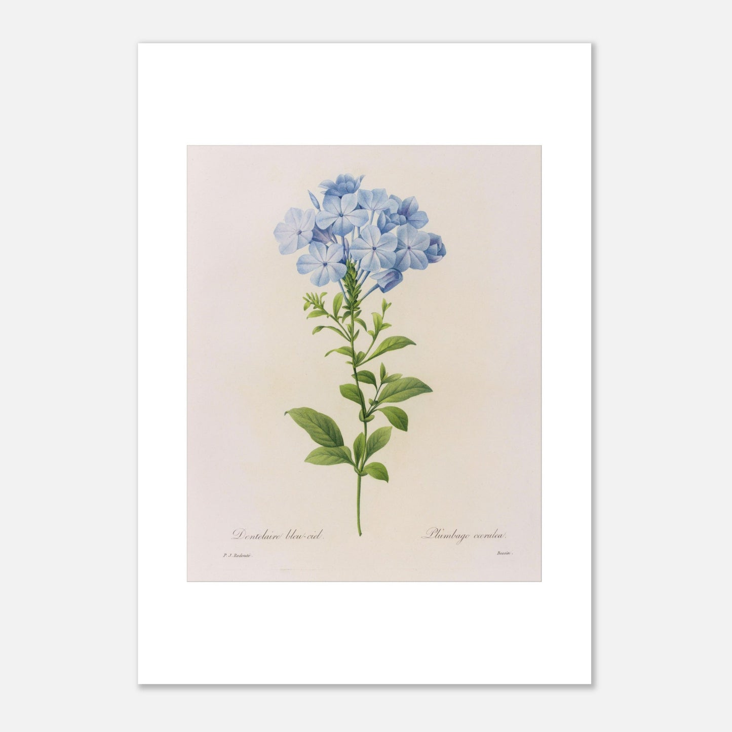 Dentelaire Bleu de Ciel (Plumbago Cærulea) par Pierre-Joseph Redouté - Taille 29,7x42 cm (A3)