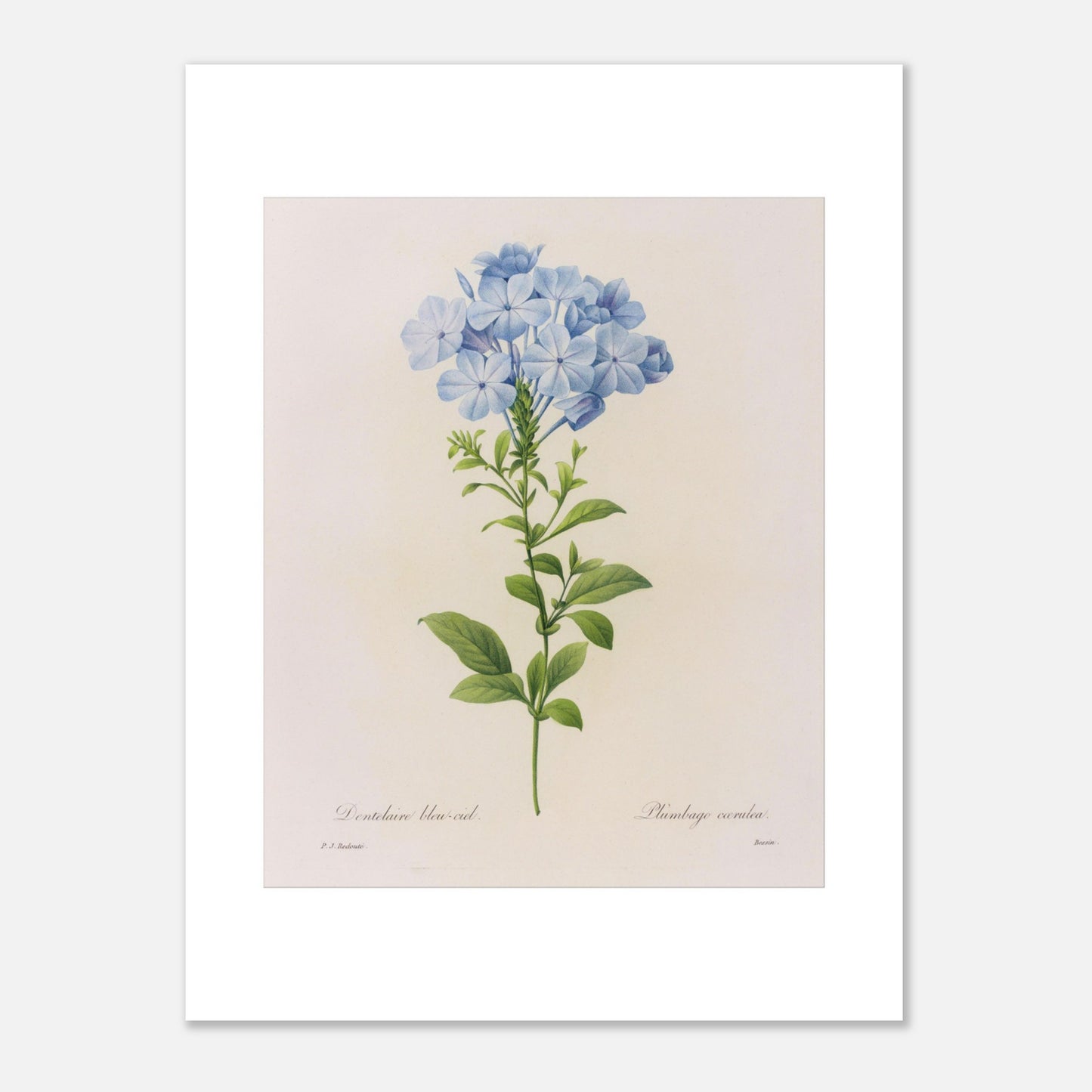 Dentelaire Bleu de Ciel (Plumbago Cærulea) par Pierre-Joseph Redouté - Taille 30x40 cm