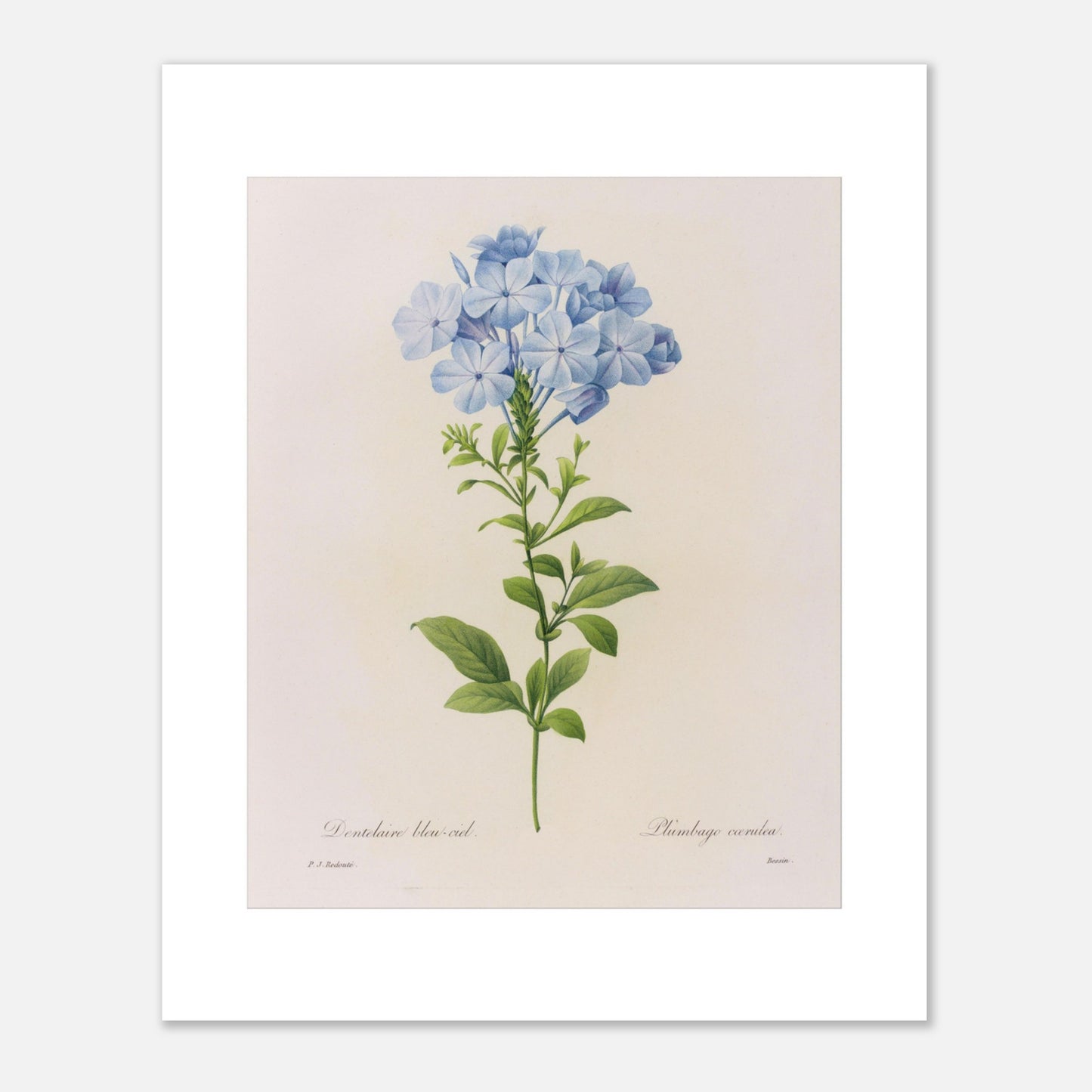 Dentelaire Bleu de Ciel (Plumbago Cærulea) par Pierre-Joseph Redouté - Taille 40x50 cm