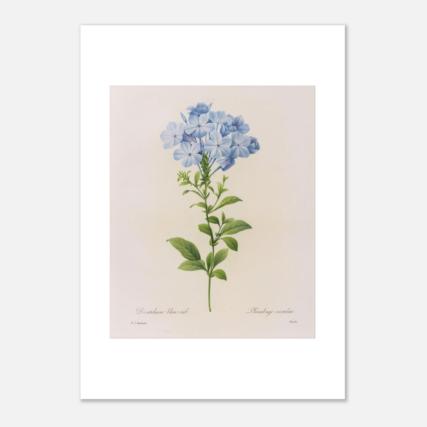 Dentelaire Bleu de Ciel (Plumbago Cærulea) par Pierre-Joseph Redouté - Taille 42x59,4 cm (A2)