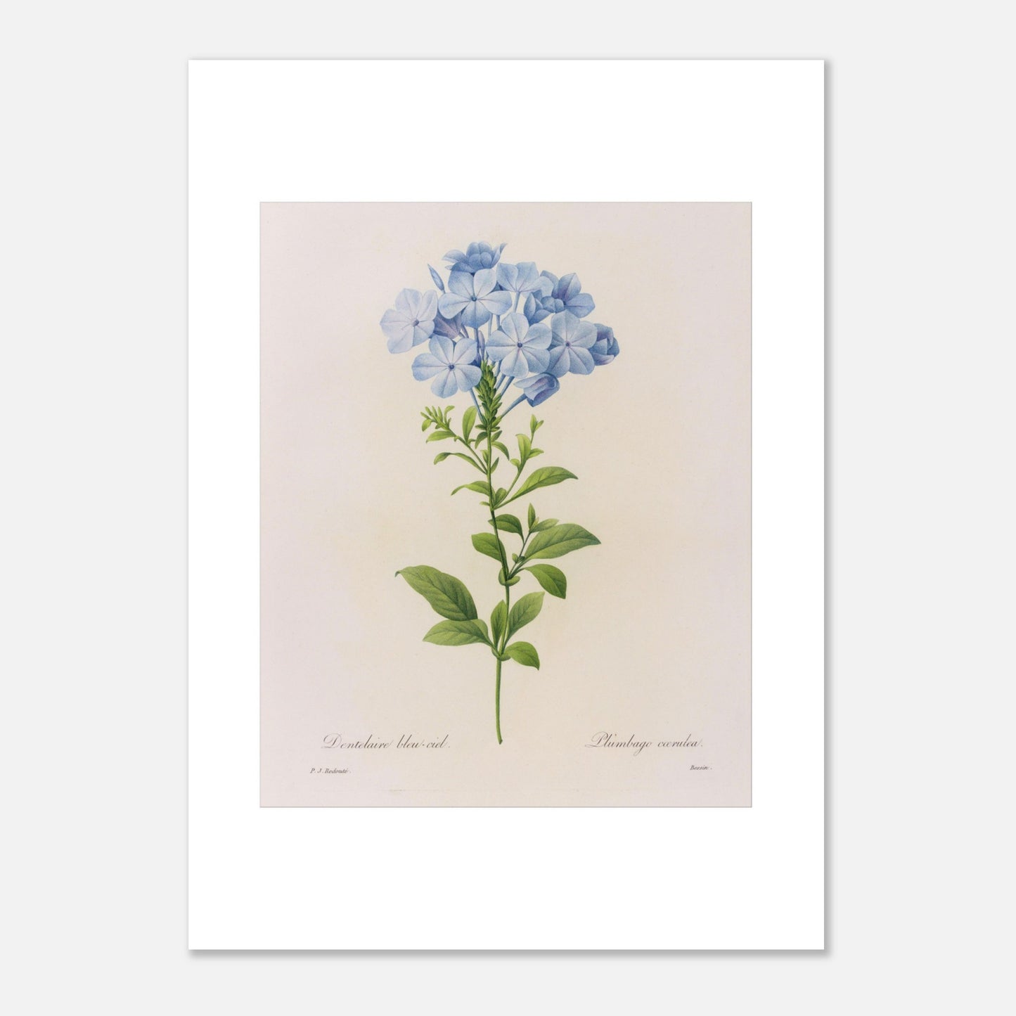 Dentelaire Bleu de Ciel (Plumbago Cærulea) par Pierre-Joseph Redouté - Taille 50x70 cm