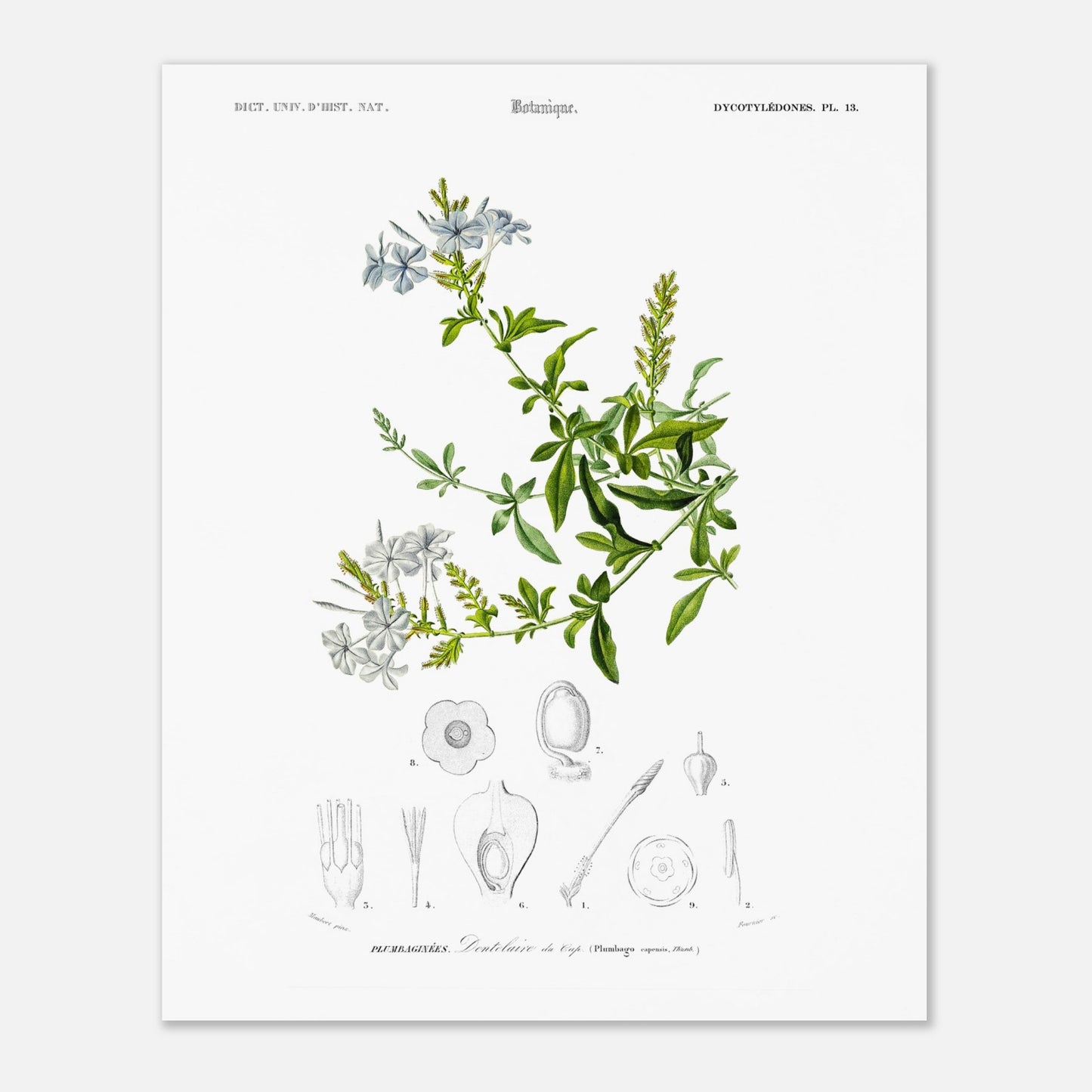 Dentelaire du Cap - illustration naturaliste du Dictionnaire Universel d'Histoire Naturelle de Charles d'Orbigny - Taille 40x50 cm
