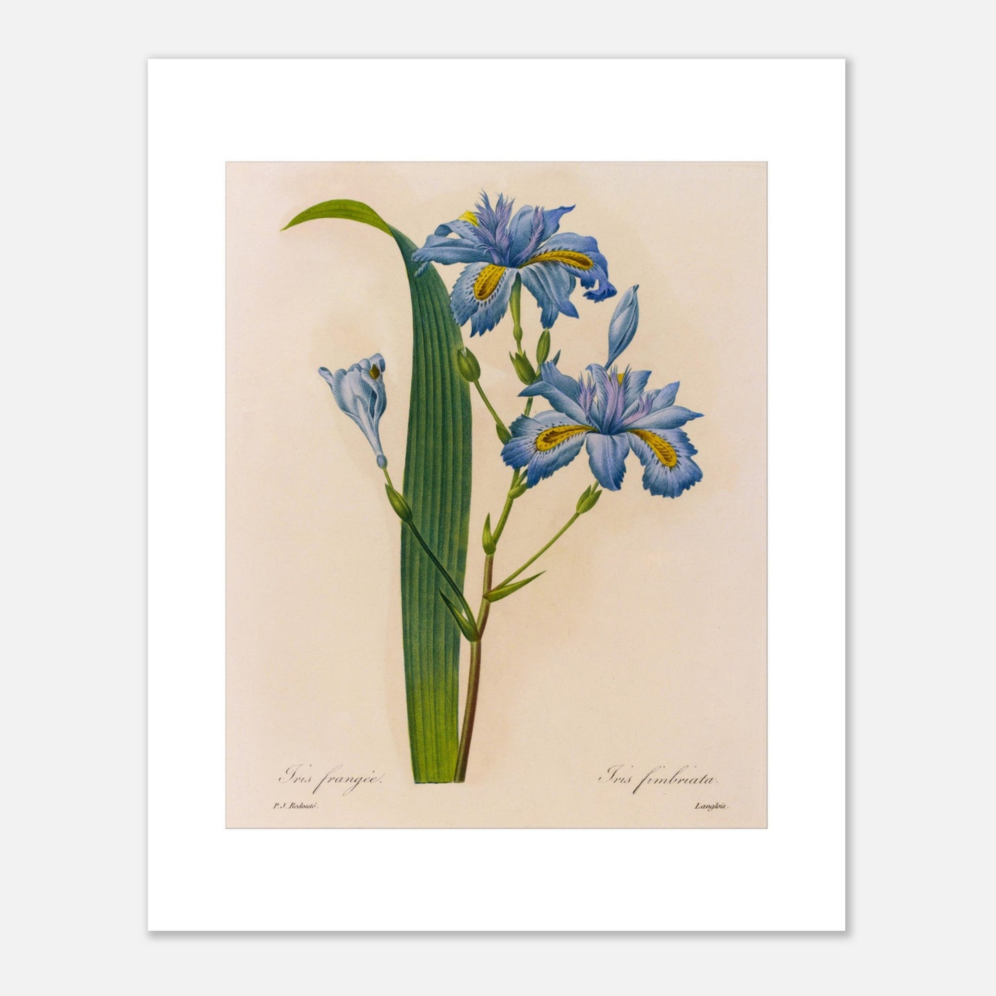 Planche botanique Iris Frangée par Pierre-Joseph Redouté (40x50 cm). Planche botanique ancienne par Pierre-Joseph Redouté, illustrant des fleurs d'iris bleues avec des touches de jaune et des feuilles vertes.